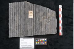 Foto (Objekt + Etikett) von Sigillaria sp.  (NHMW-GEO-2024-0188-11099)
